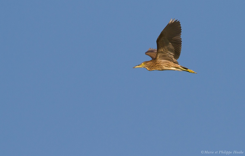 Bihoreau gris 0503_wm.jpg - Bihoreau gris juv., Nycticorax nycticorax, Black-crowned Night Heron au bord du Rhône (France, juillet 2011)